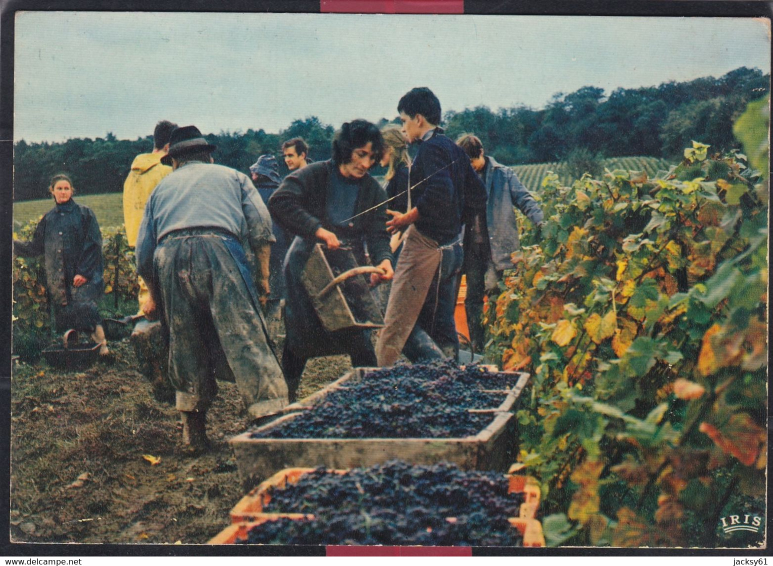 51 -  Vendanges En Champagne - Champagne-Ardenne