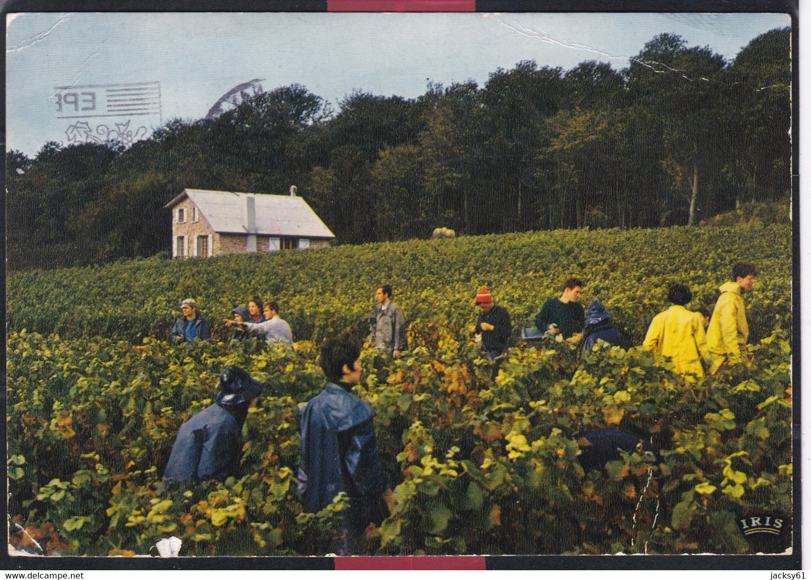 51 -  Vendanges En Champagne - La Cueillette - Champagne - Ardenne