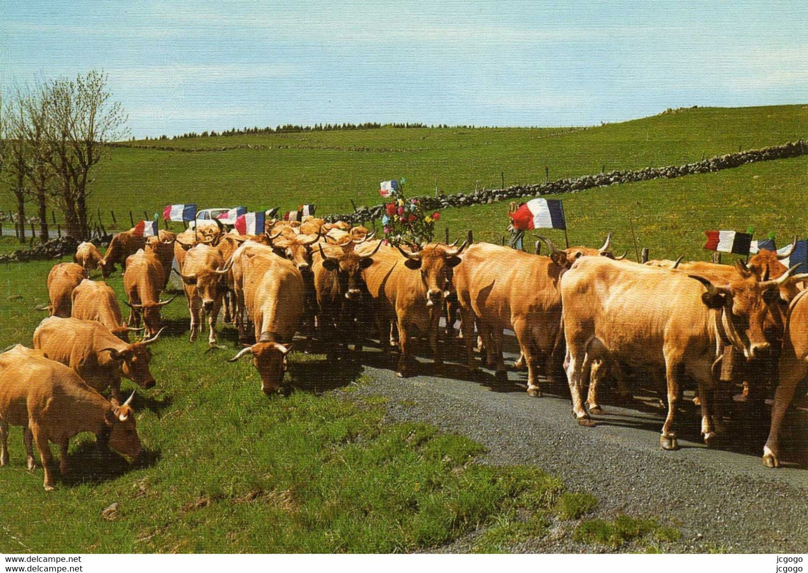 Sur Les Monts D'Aubrac  LA TRANSHUMANCE - Aumont Aubrac