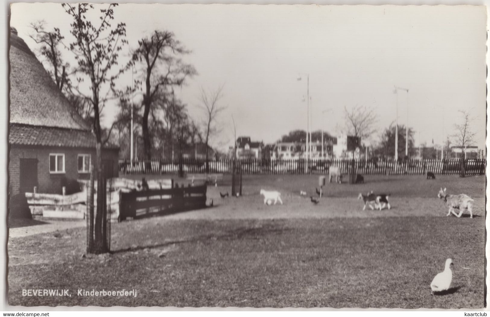 Beverwijk, Kinderboerderij  - (Noord-Holland/Nederland) - O.a. Geit - Beverwijk