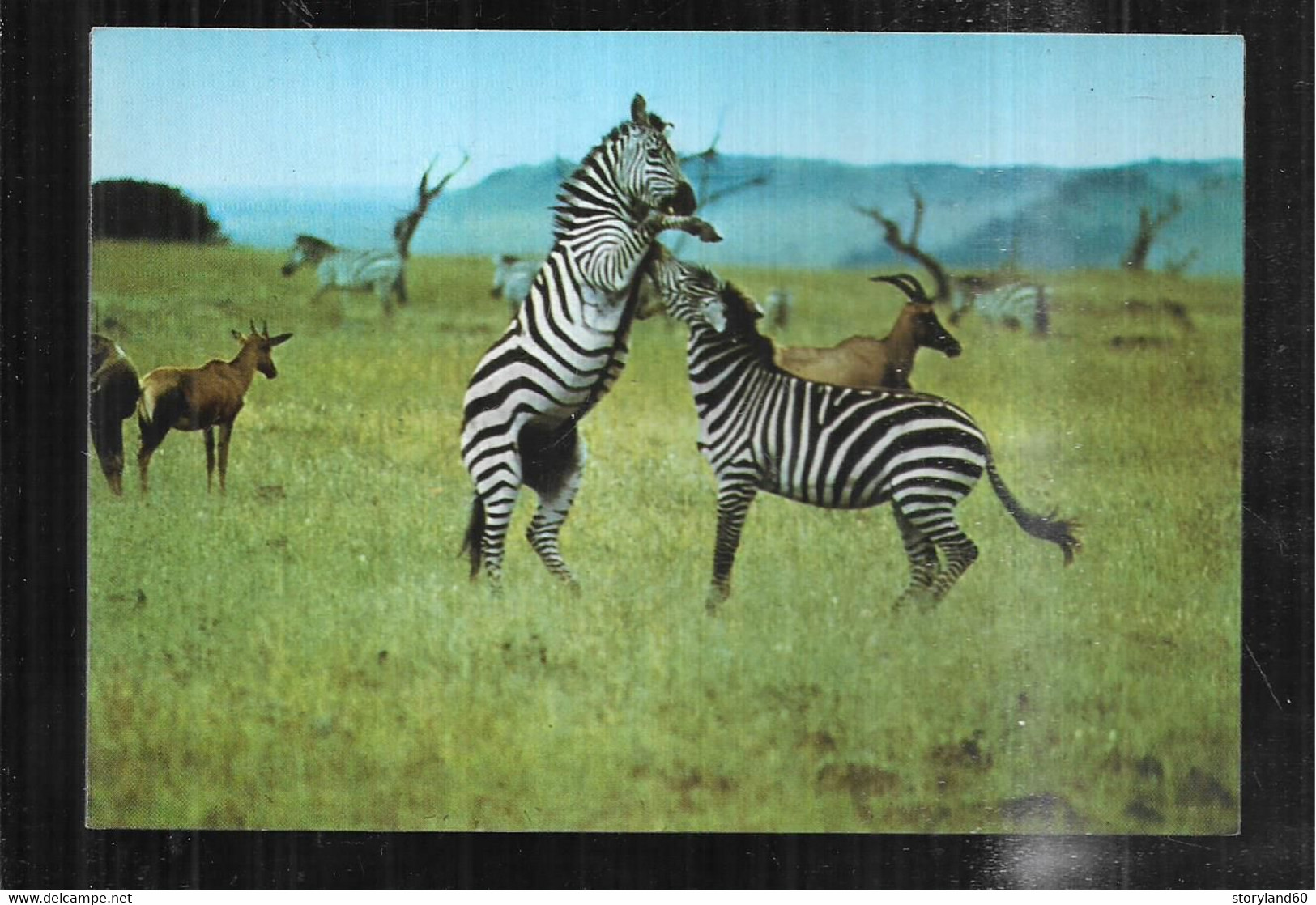 Cpm St005855 Zèbres Et Impalas Postée Du Kenya - Zebra's