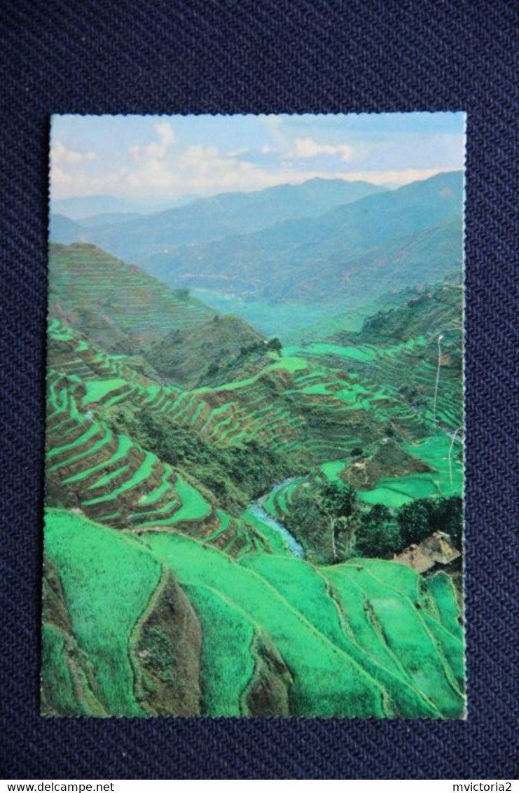 PHILIPPINES - BANAWE RICE TERRACES - Filippine