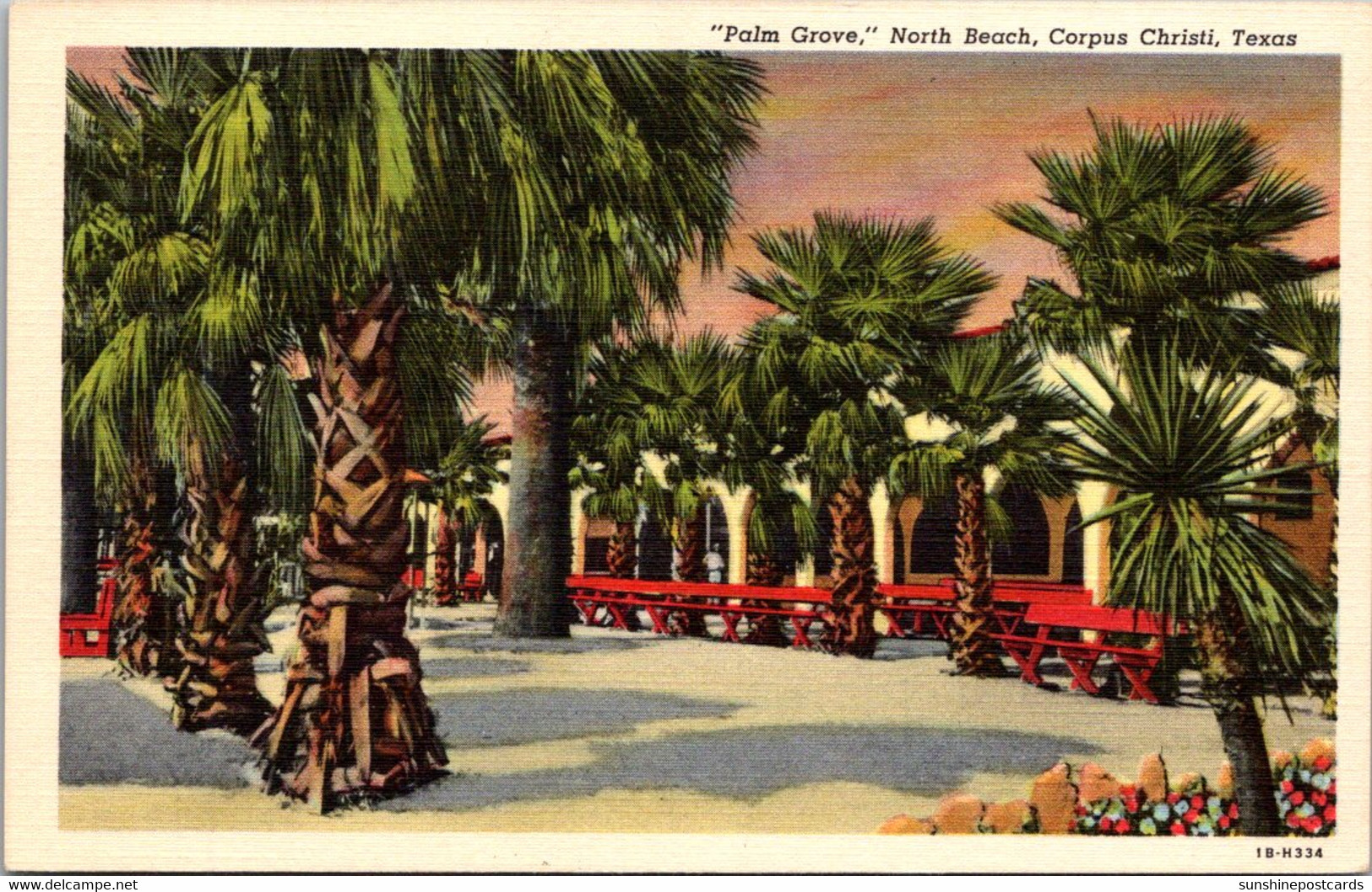 Texas Corpus Christi North Beach "Palm Grove" Curteich - Corpus Christi