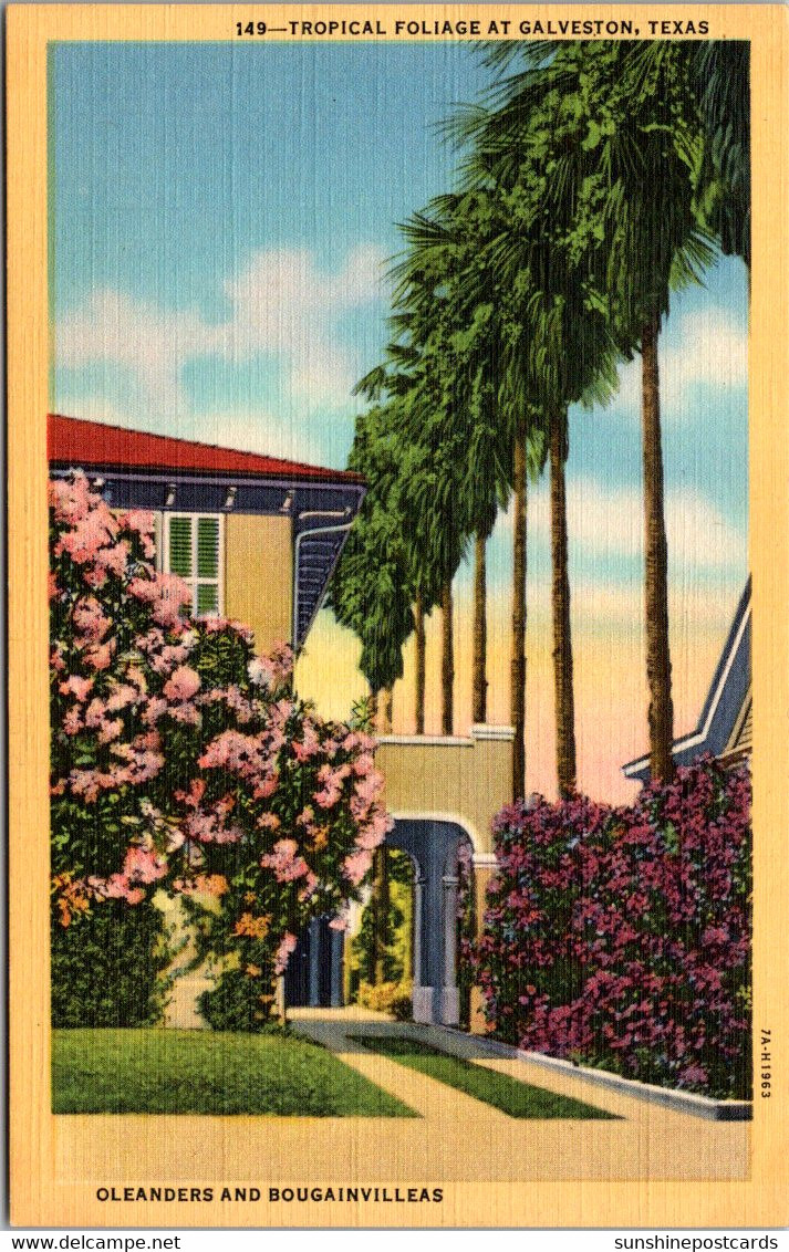 Texas Galveston Tropical Foliage Oleanders And Bougainvilleas Curteich - Galveston