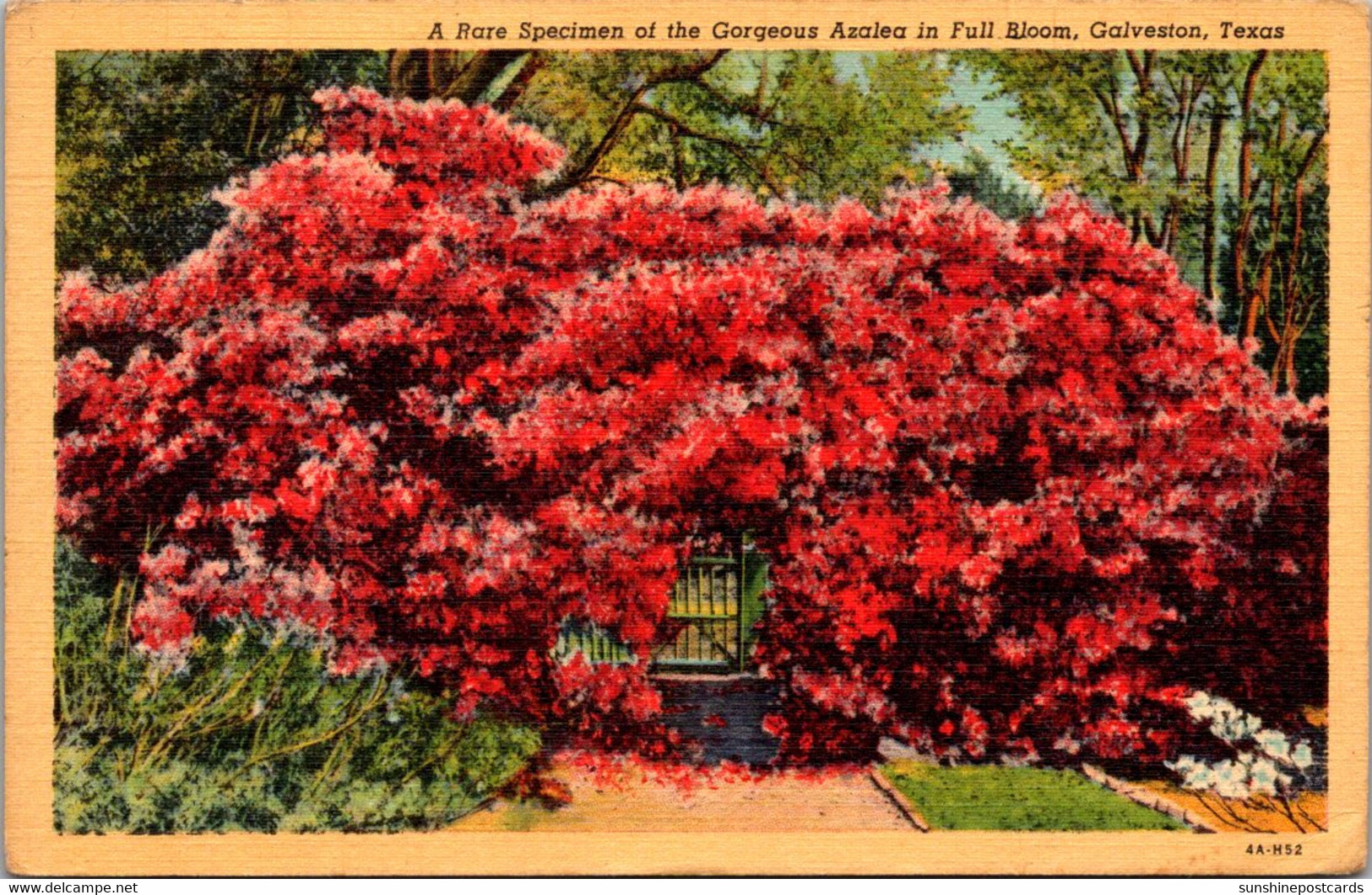 Texas Galveston Rare Speciman Of Gorgeous Azalea In Full Bloom 1942 Curteich - Galveston