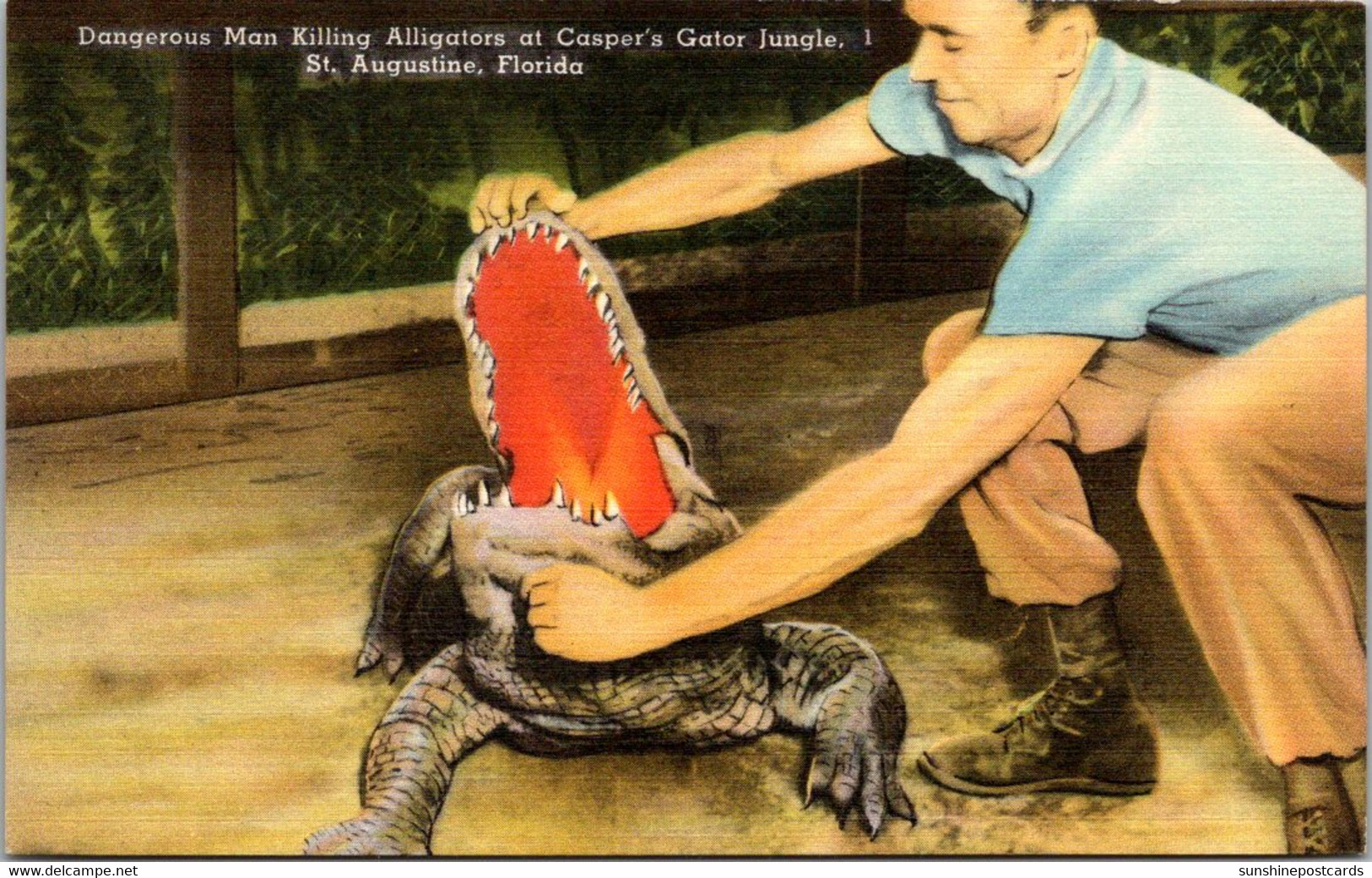 Florida St Augustine Casper's Gator Jungle Dangerous Man Killing Alligator - St Augustine