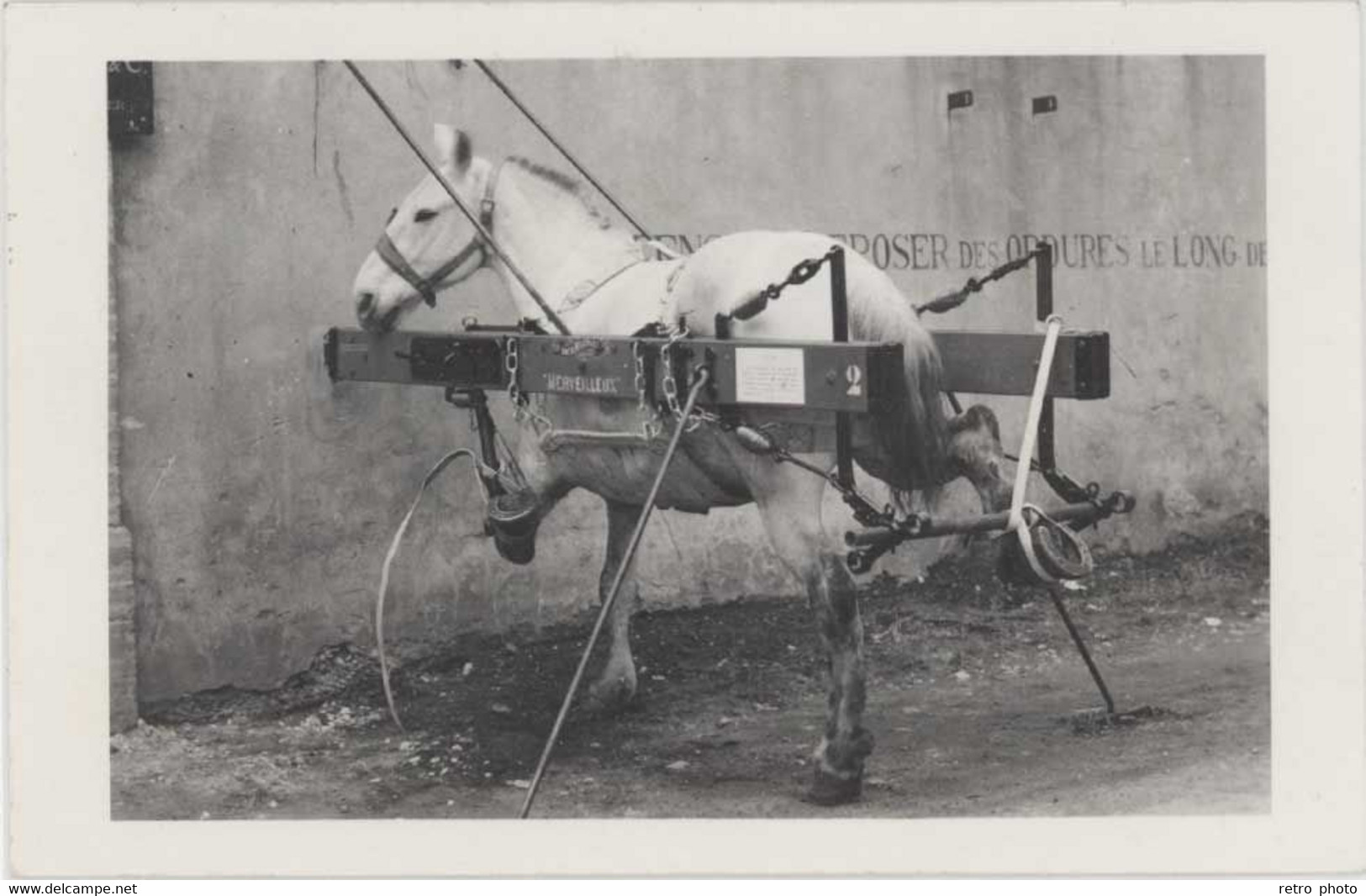 Animaux – Carte-photo Appareil Pour Chevaux, éditeur Romans - Maréchal-Ferrant      ( AN ) - Caballos