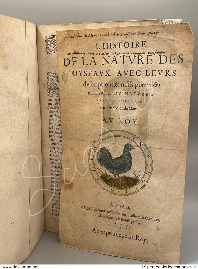#LV30 - L'histoire de la nature des oiseaux et de leurs descriptions 1555 - Pierre Belon du Mans Reliure peau manuscrite