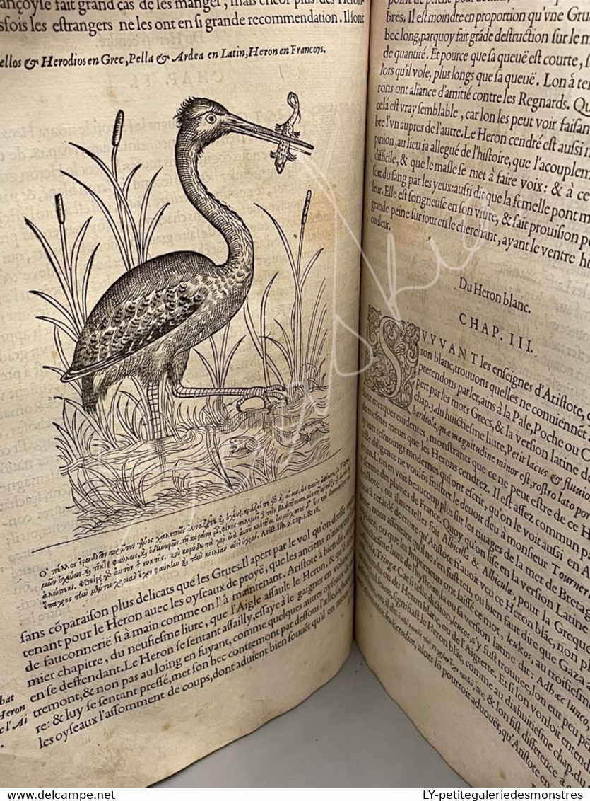 #LV30 - L'histoire de la nature des oiseaux et de leurs descriptions 1555 - Pierre Belon du Mans Reliure peau manuscrite