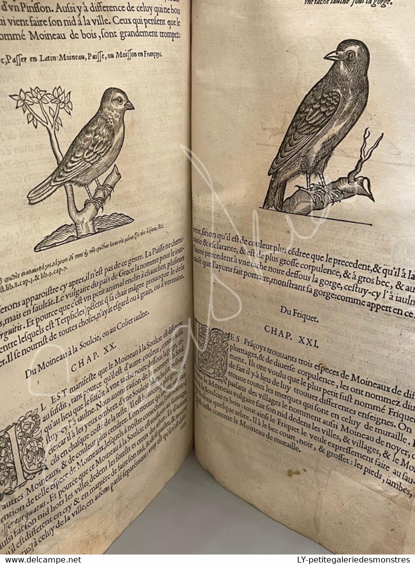 #LV30 - L'histoire de la nature des oiseaux et de leurs descriptions 1555 - Pierre Belon du Mans Reliure peau manuscrite