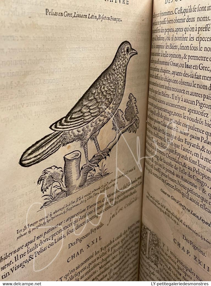 #LV30 - L'histoire de la nature des oiseaux et de leurs descriptions 1555 - Pierre Belon du Mans Reliure peau manuscrite