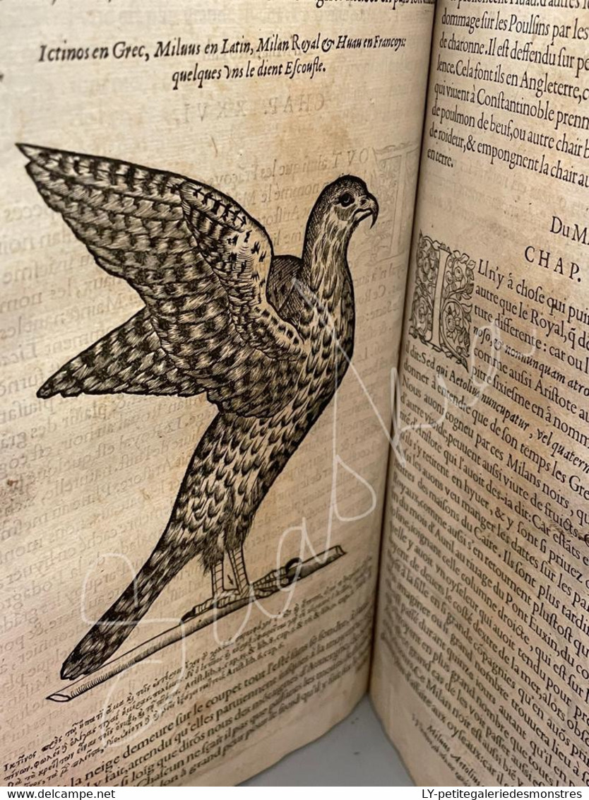 #LV30 - L'histoire de la nature des oiseaux et de leurs descriptions 1555 - Pierre Belon du Mans Reliure peau manuscrite