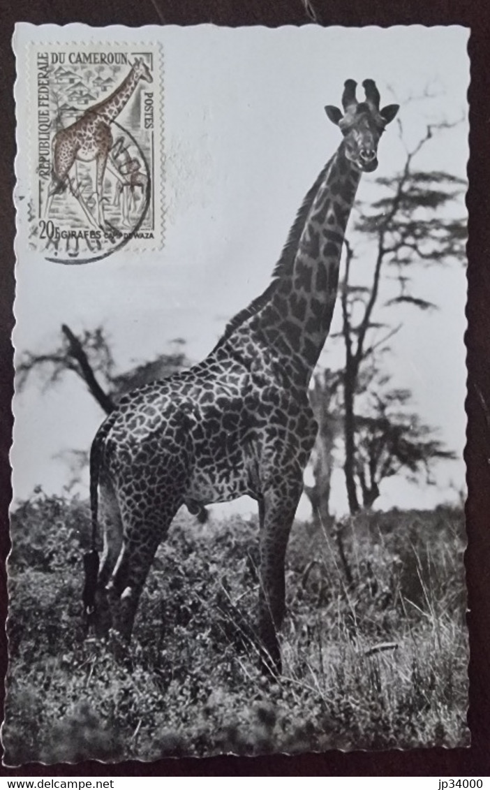 CAMEROUN Girafes, Girafe, Giraffe, Jirafa. Yvert N° 350 Carte Maximim, 1er Jour, FDC (carte Photo) - Jirafas