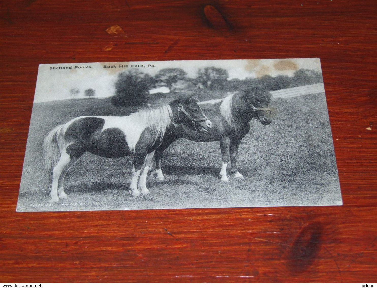 57520-          SHETLAND PONIES, BUCK HILL FALLS, PA / HORSE, HORSES, PAARDEN, PFERDE, CHEVAUX, CABALLOS, CAVALLI - Caballos