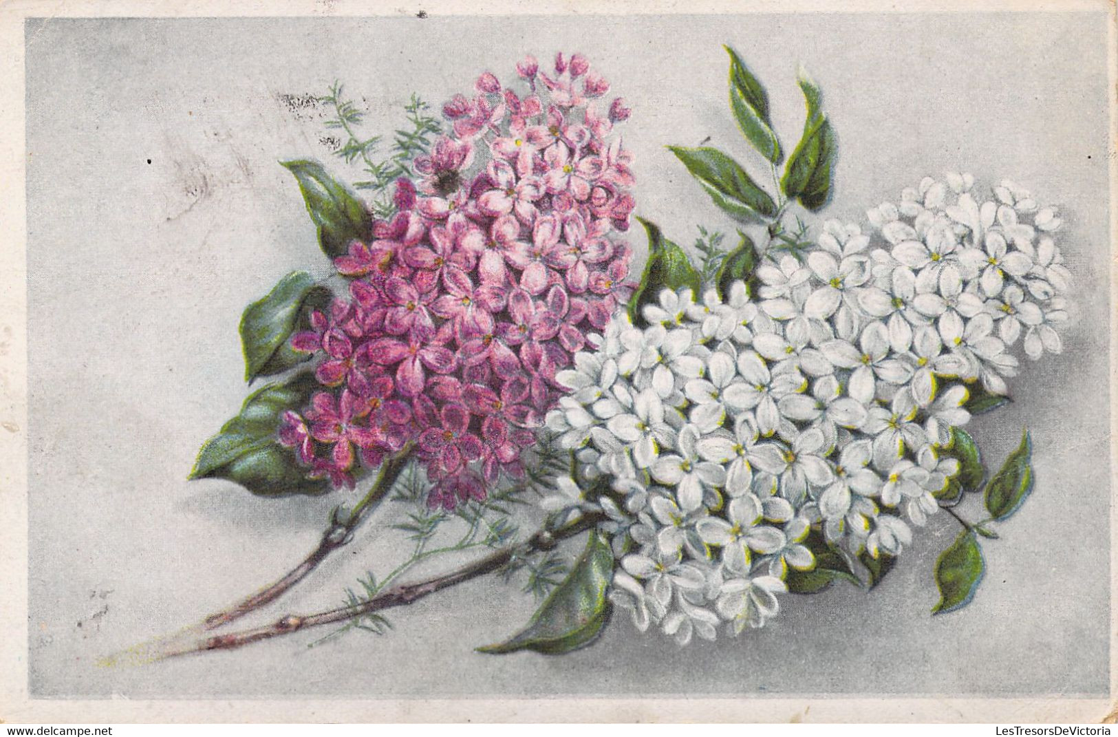 CP FANTAISIE - FLEURS - Lilas Violet Et Blanc - Fleurs