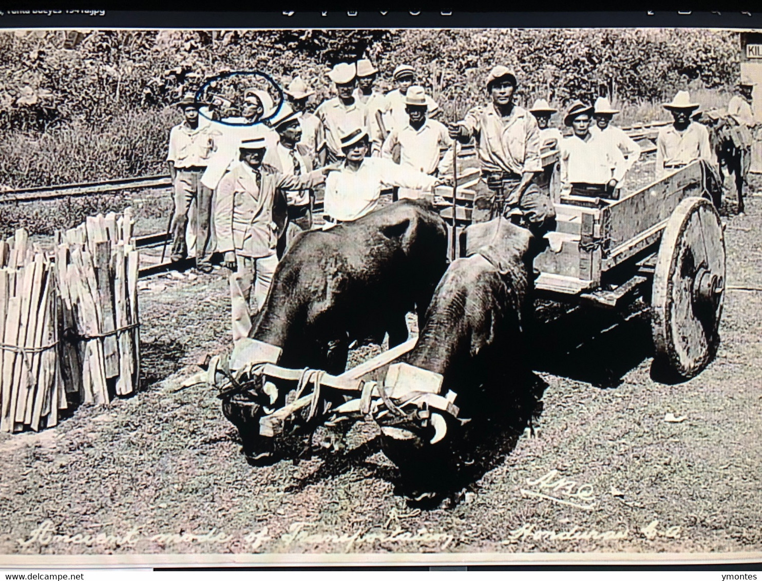 Published By ABC , Yoke Of Oxen - Honduras