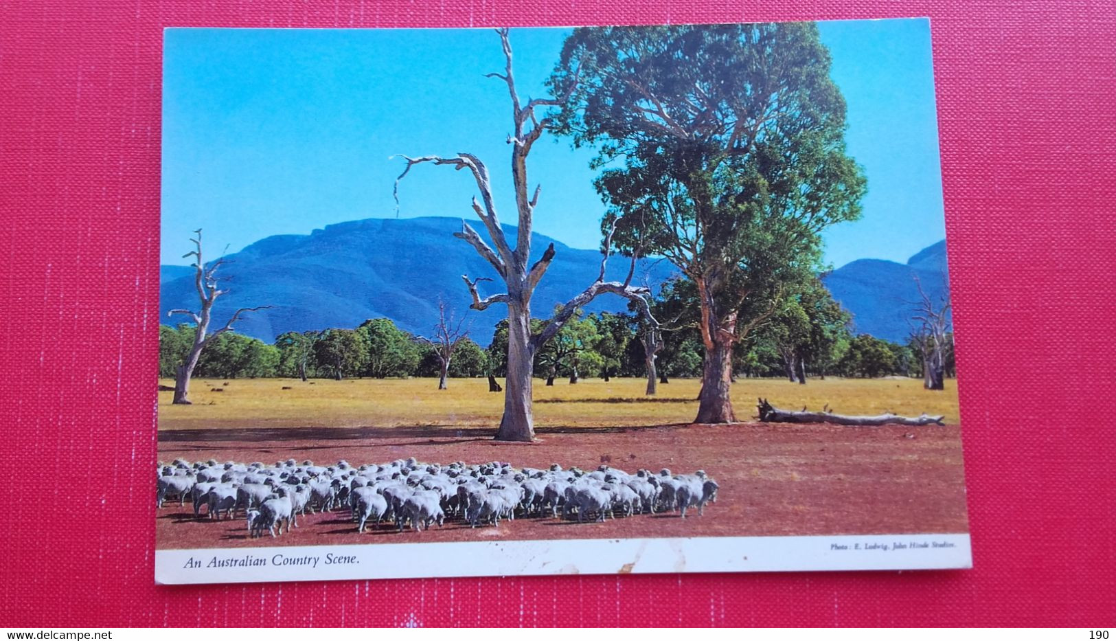 Sheeps.An Australian Country Scene - Outback