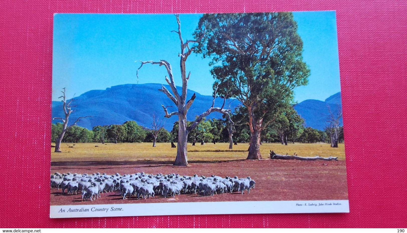 Sheeps.An Australian Country Scene - Outback