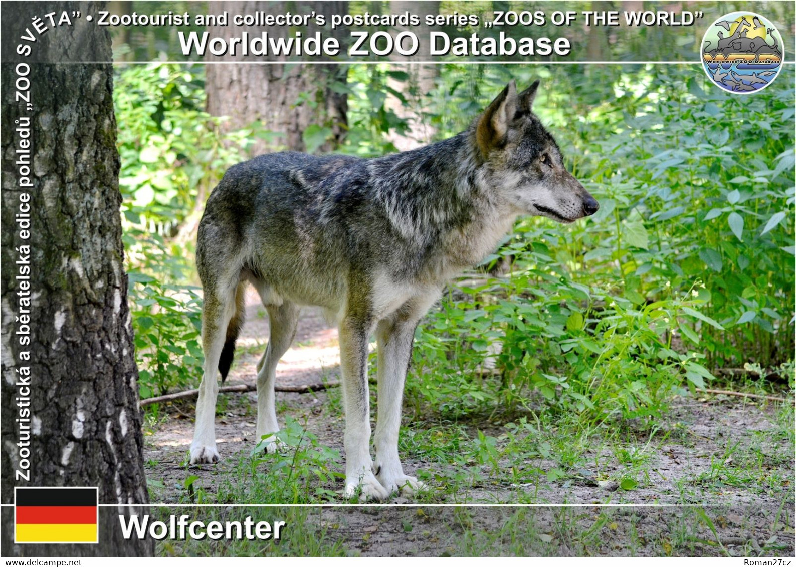 1042 Wolfcenter, DE - European Grey Wolf (Canis Lupus Lupus) - Verden