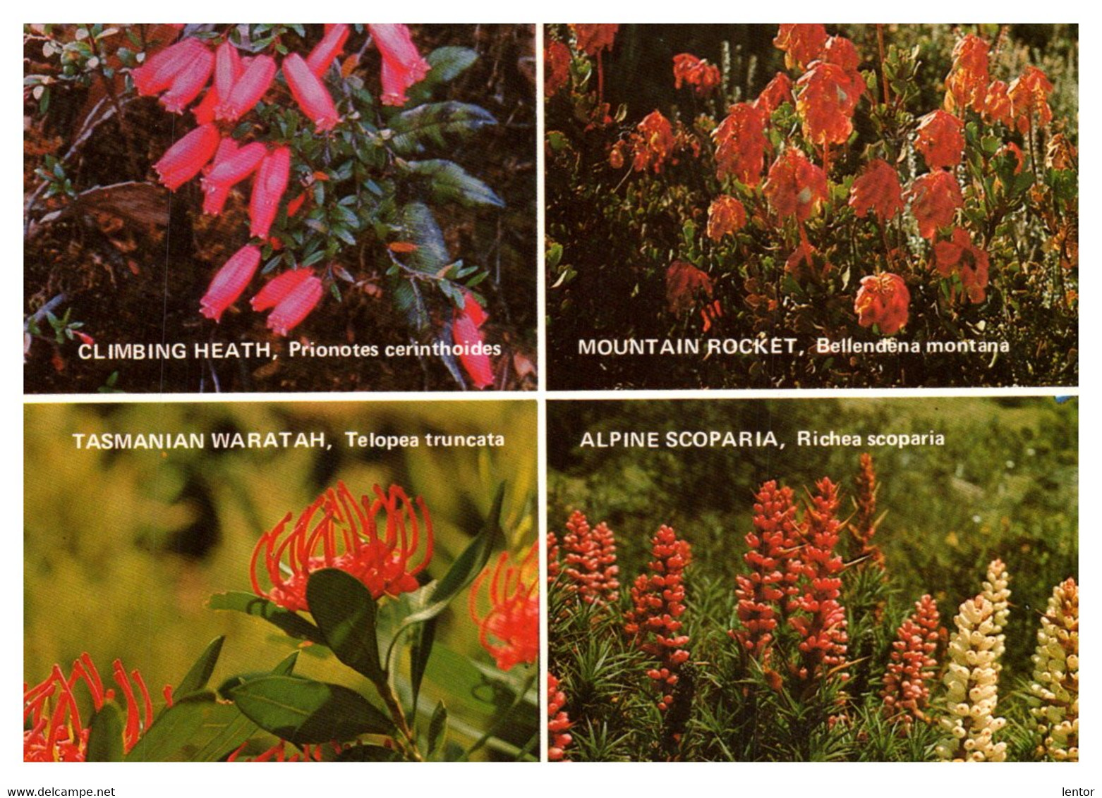 0001 / Wildflowers, Tasmania - Wilderness