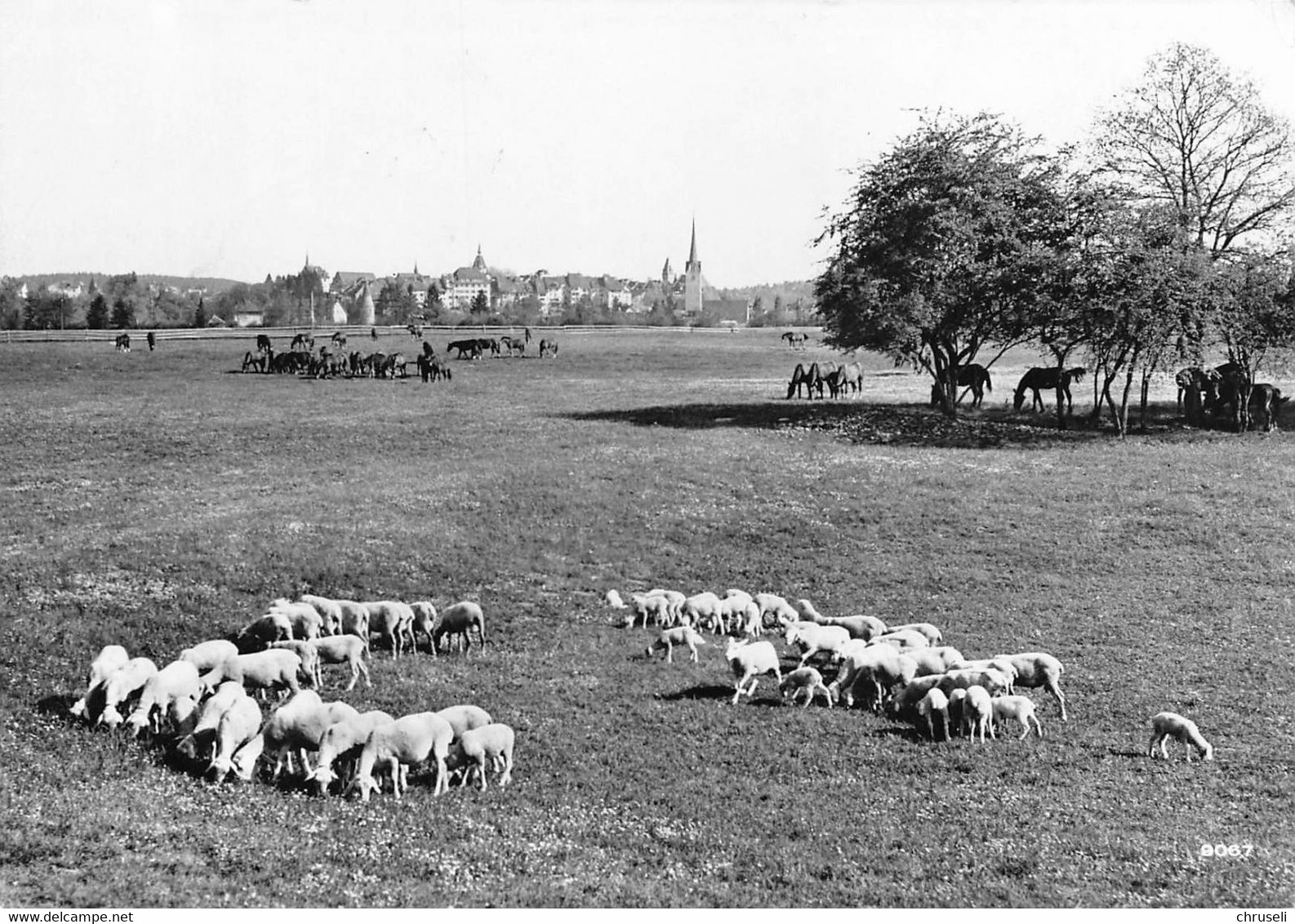 Bremgarten  Schaafherde - Bremgarten