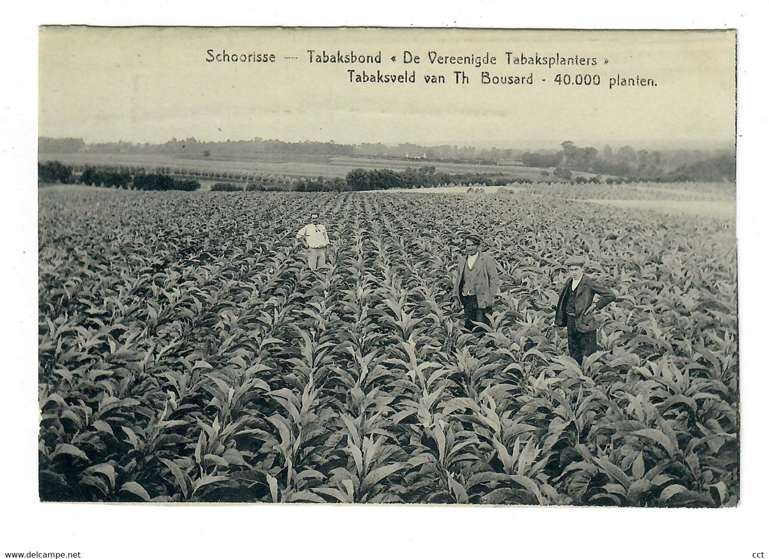 Schoorisse  Schorisse   Maarkedal   Tabaksbond De Vereenigde Tabaksplanters Tabaksveld  TABAK TOBACCO  METIER - Maarkedal