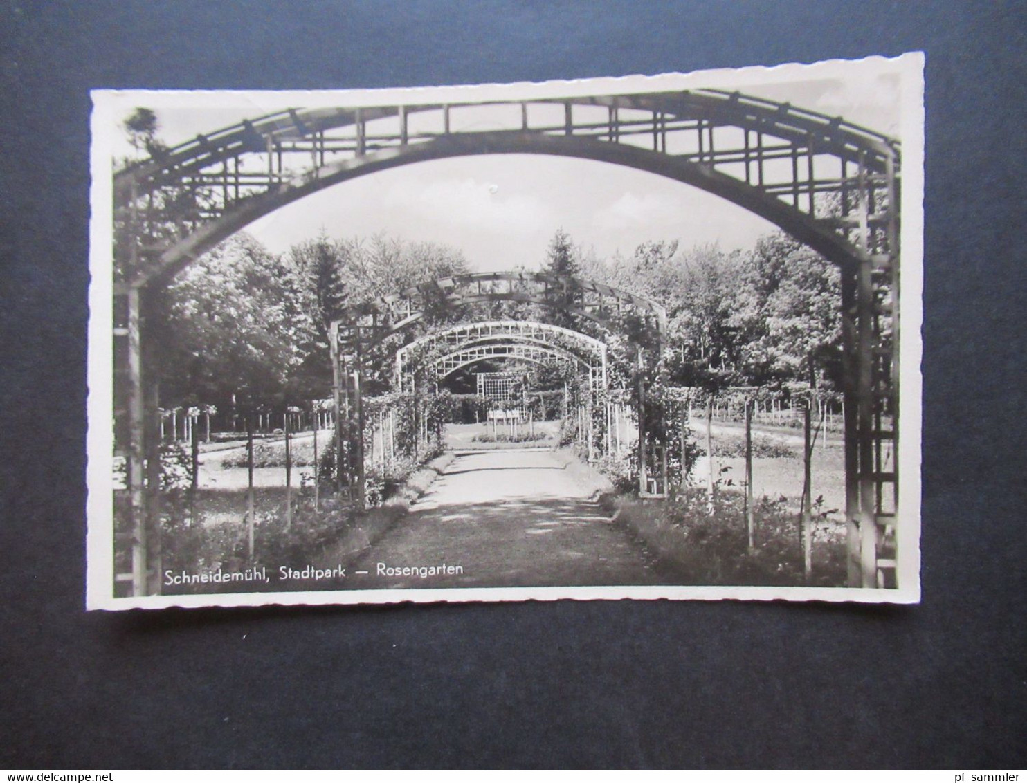 Bezirk Posen 1936 Foto AK Schneidemühl Stadtpark, Rosengarten Kunstverlag Bruno Scholz Breslau - Posen