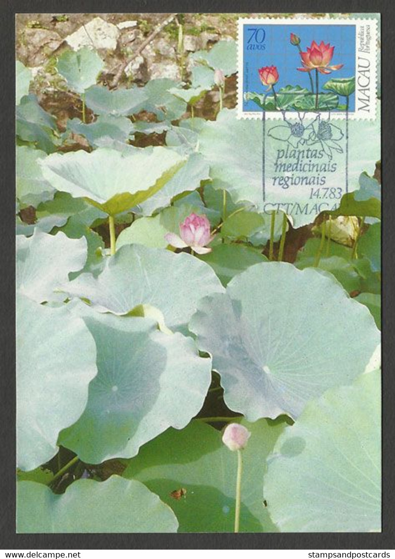 Macau Plantes Médicinales Fleur De Lotus Carte Maximum 1983 Macao Medicinal Plants Lotus Flower Maxicard - Tarjetas – Máxima