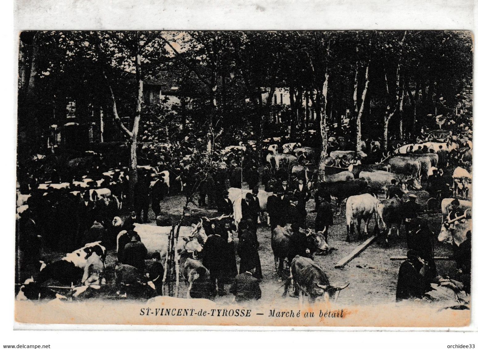 CPA Saint-Vincent-de-Tyrosse - Marché Au Bétail (très Belle Animation) - Saint Vincent De Tyrosse