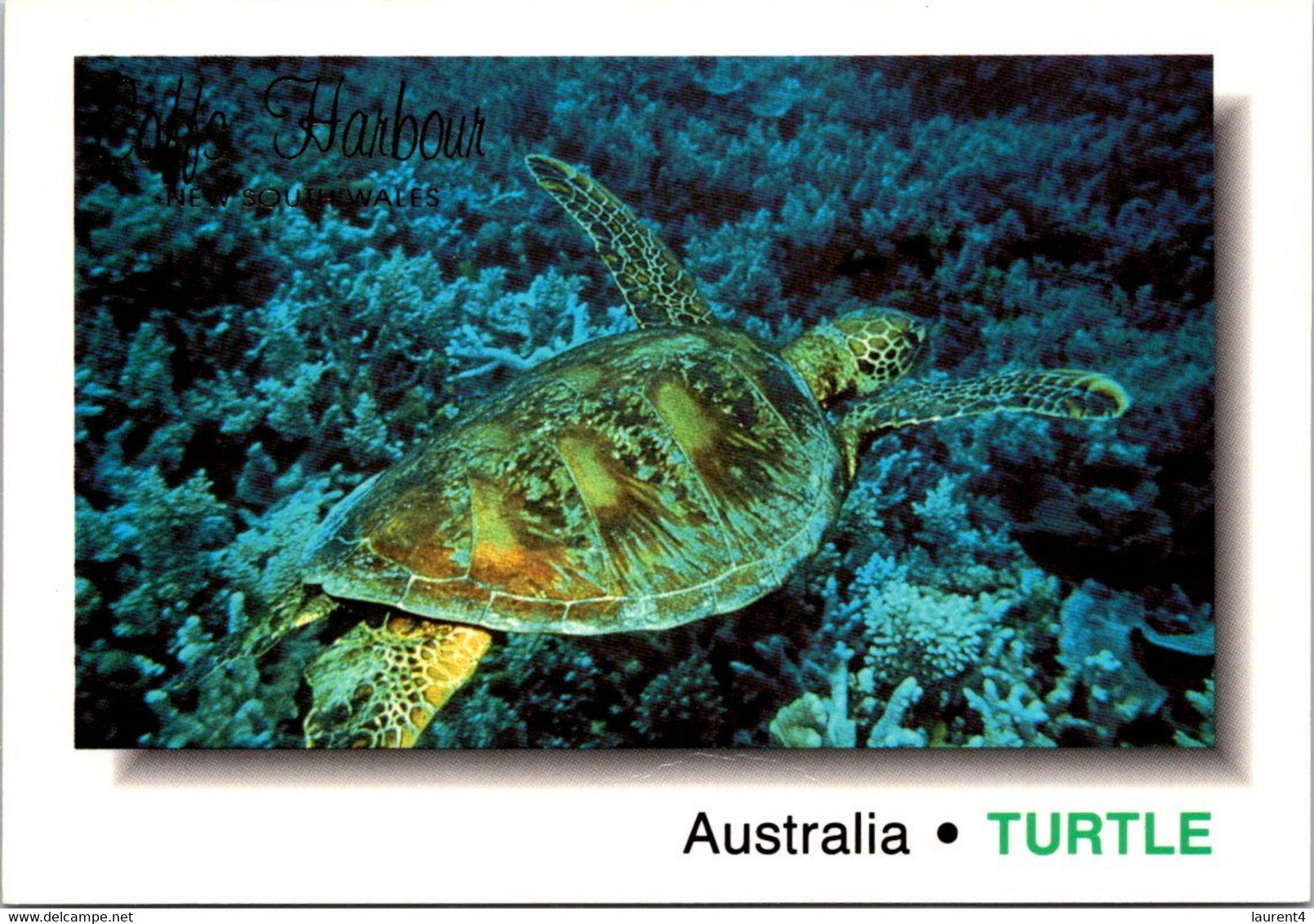 (1 Oø 40) Australia - Tortue De Mer / Sea Turtle - Schildpadden