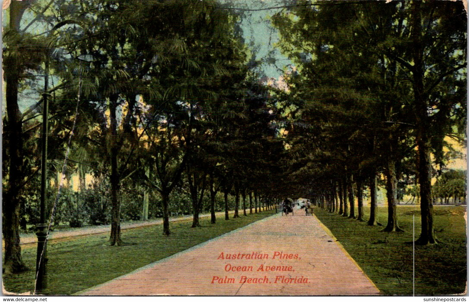 Florida Palm Beach Australian Pines Along Ocean Avenue 1913 - Palm Beach