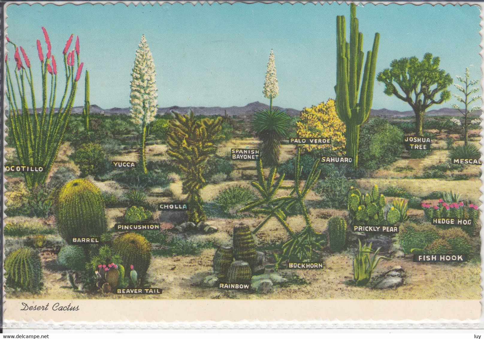 Desert CACTUS - Varieties Of Desert Vegetation - Cactus