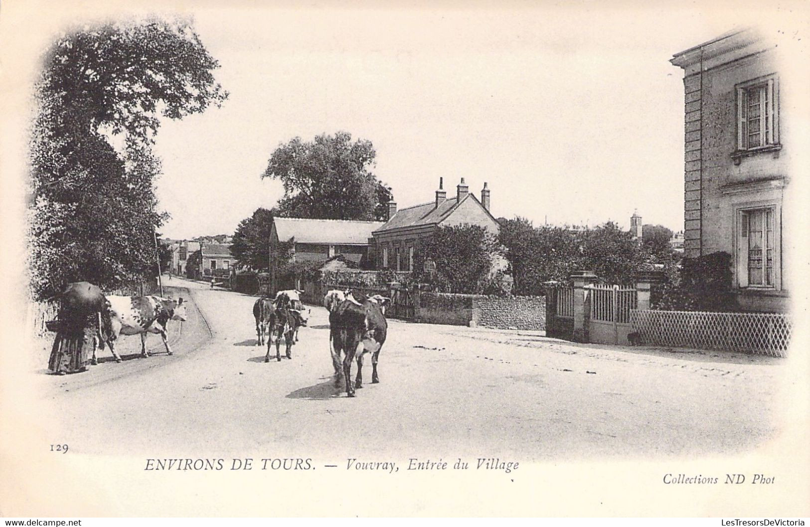 37 - VOUVRAY - Entrée Du Village - Vaches -  Carte Postale Ancienne - Vouvray