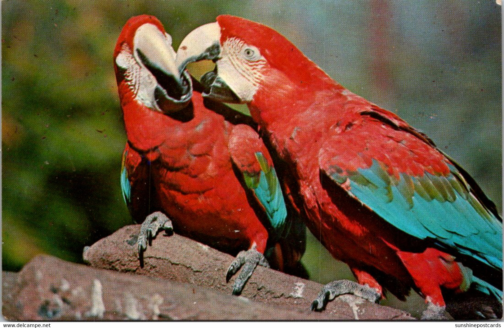 Florida St Petersburg Sunken Gardens Green Wing Macaws - St Petersburg