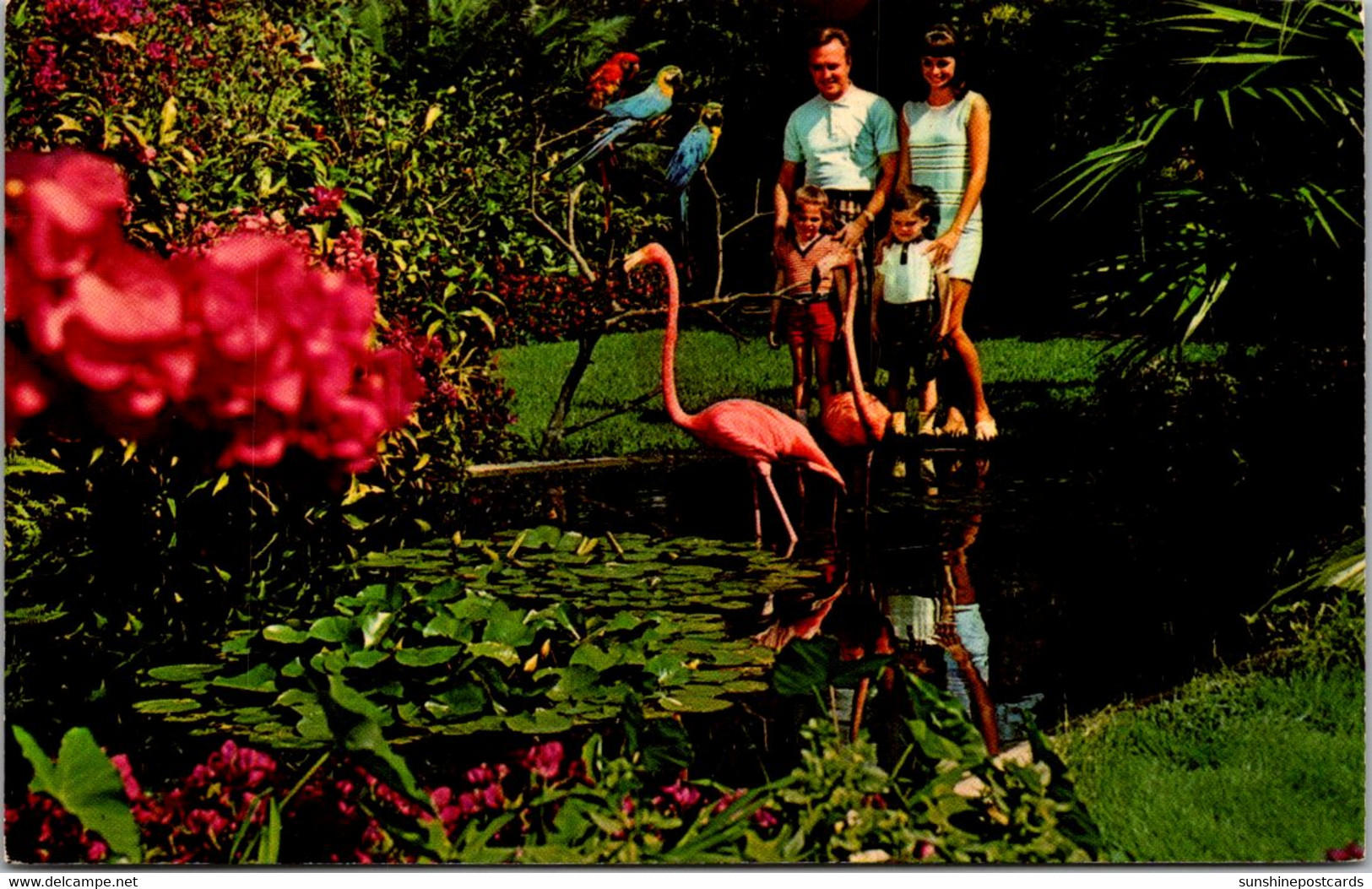 Florida St Petersburg Sunken Gardens Flamingos - St Petersburg