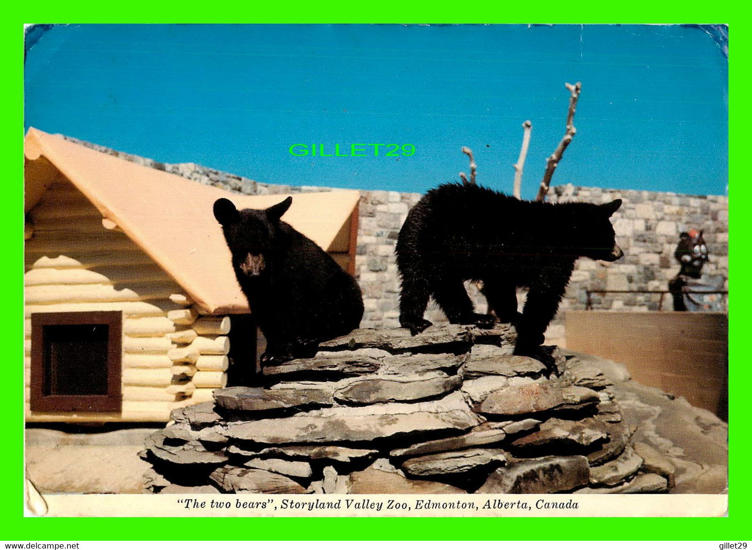 EDMONTON, ALBERTA - THE TWO BEARS, STORYLAND VALLEY ZOO - MAJESTIC POST CARD - PHOTO J. R. SUTTON - - Edmonton