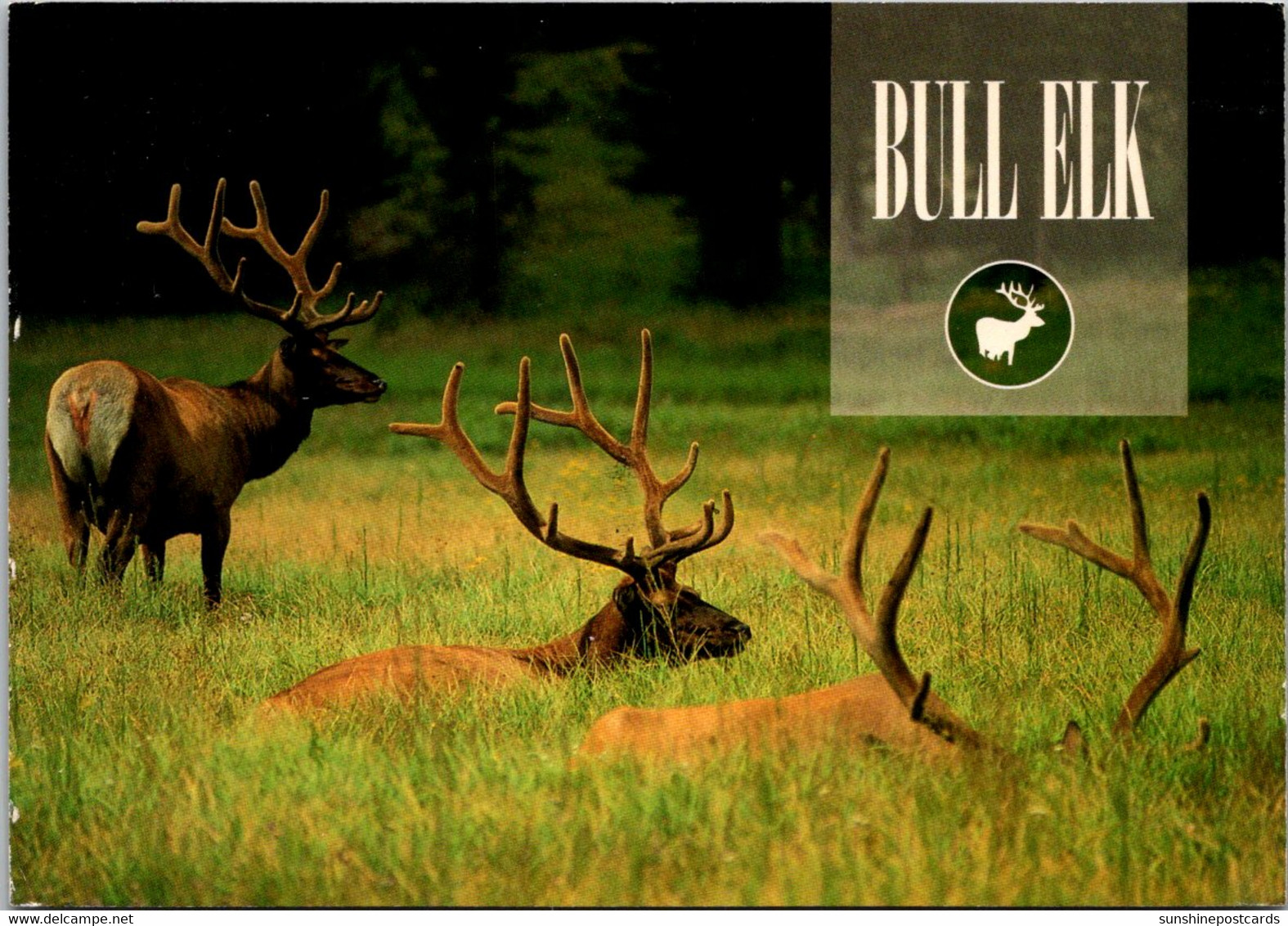 Bull Elk In Velvet - Taureaux