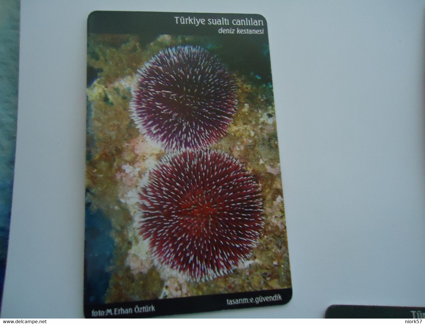 TURKEY USED  CARDS  FISH FISHES  MARINE LIFE - Peces