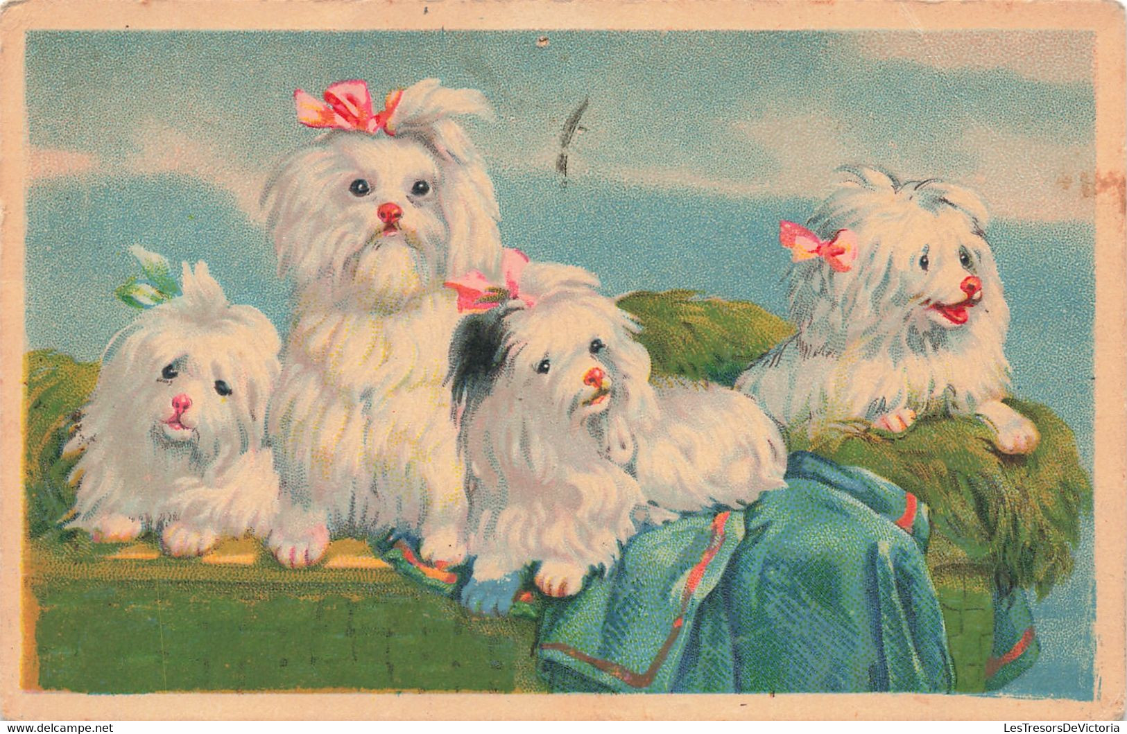 Fantaisies - Chien - Colorisé - Noeud - Bichon - Carte Postale Ancienne - Animaux Habillés