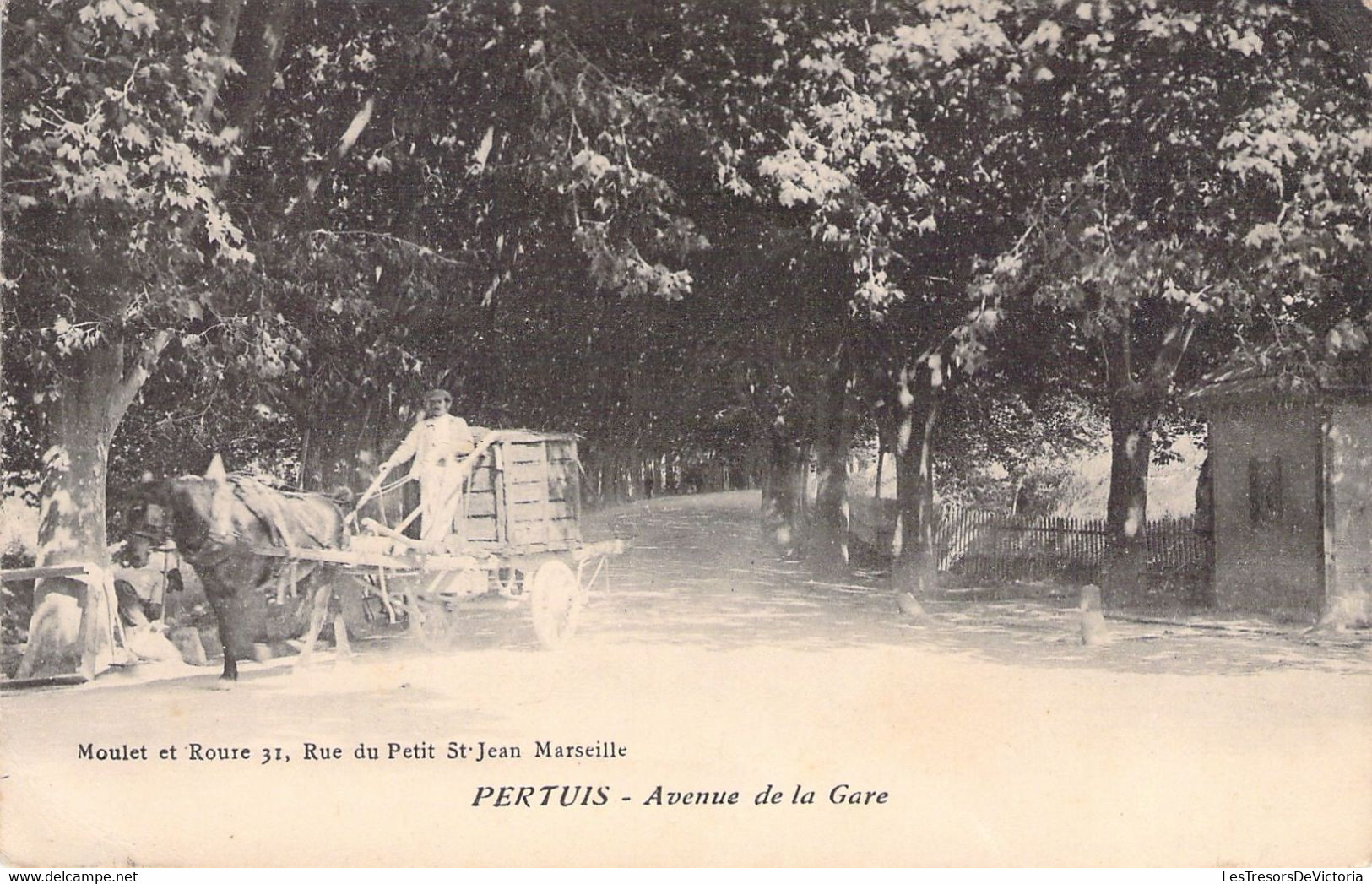 FRANCE - 66 - PERTHUIS - Avenue De La Gare - Moulet Et Roure - Cheval - Carte Postale Ancienne - Pertuis