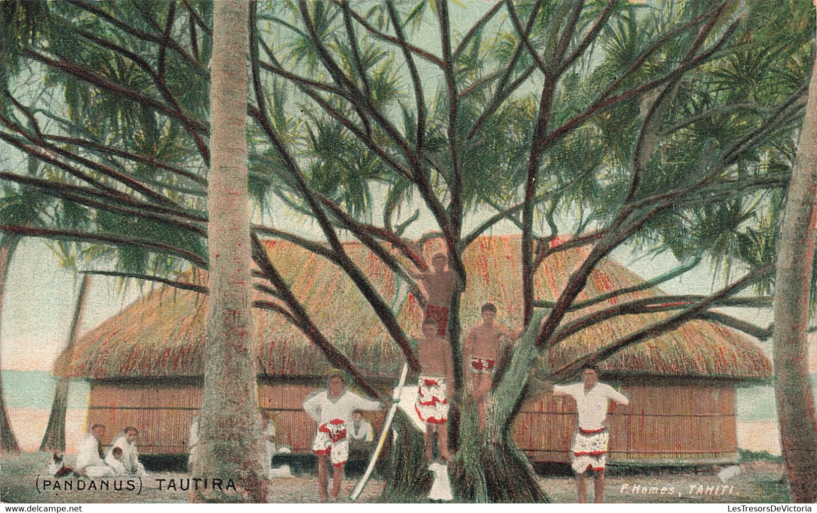 Polynésie Française - Tautira - Pandanus - Edit. F. Homes - Animé - Arbre - Enfant - Carte Postale Ancienne - Polynésie Française