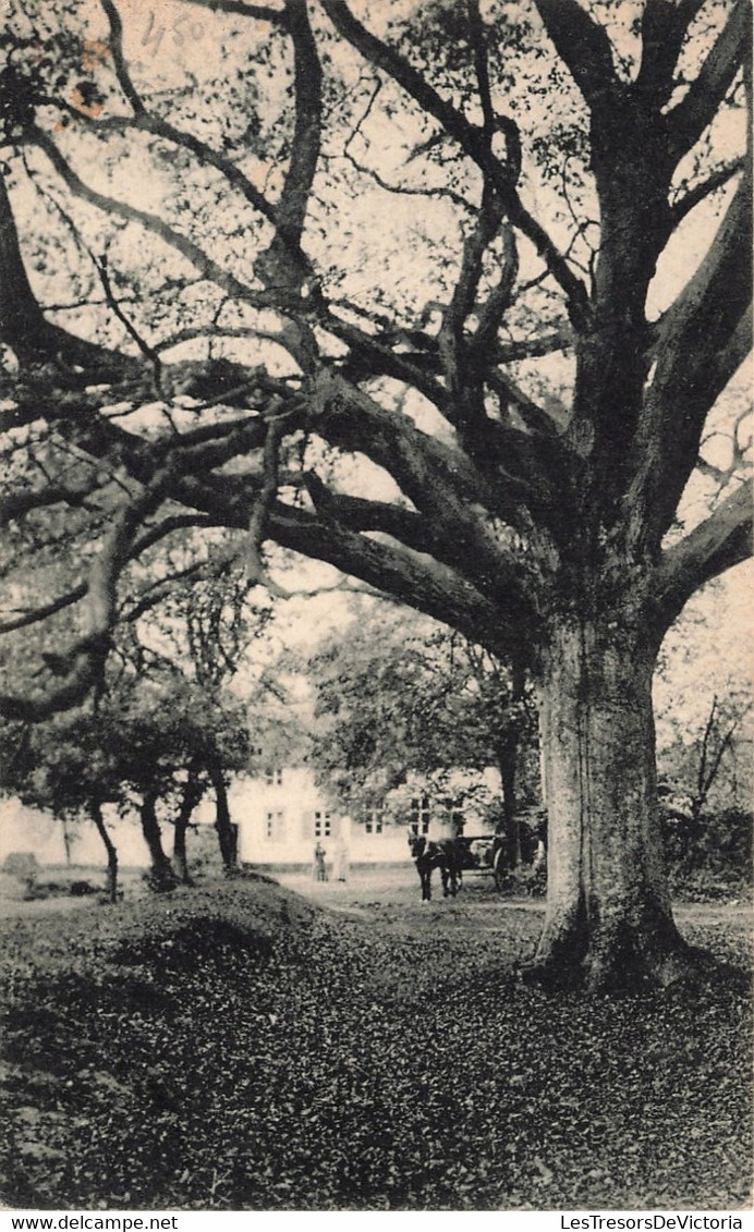 Belgique - Genck - Vieux Hêtre à Kelgerhof - Edit. Maison Stulens - Nels - Oblitéré Genck 1911 - Carte Postale Ancienne - Genk