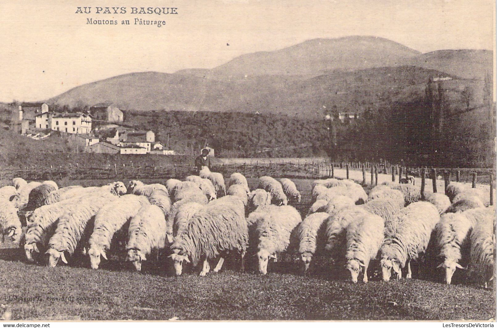 FRANCE - 66 - Au Pays Basque - Moutons Au Pâturage - Carte Postale Ancienne - Andere & Zonder Classificatie