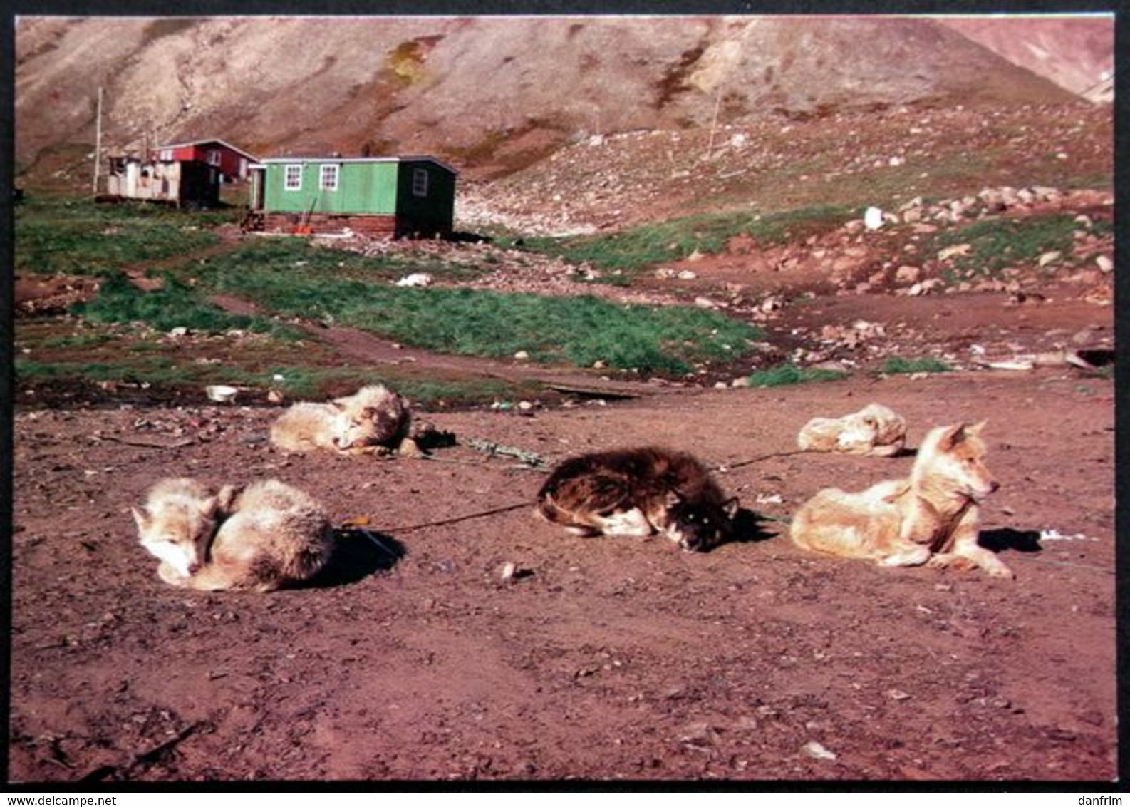 Greenland  Cards  SLEDGE DOGS 16-11-1981 EGEDESMINDE( Lot  705 ) - Groenlandia