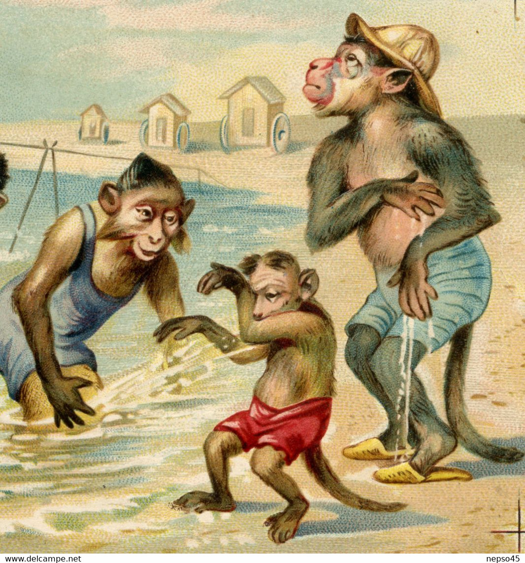 Famille De Singes à La Plage. Monkeys.carte Gaufrée. - Monkeys