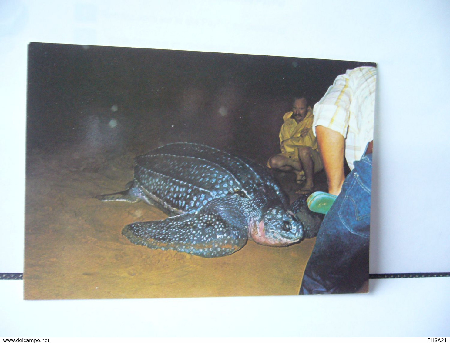 GUYANE FRANCAISE FAUNE TORTUE LUTH VENANT PONDRE SUR LA PLAGE DES HATTES J'USQU'A 800 KG CPM - Schildpadden