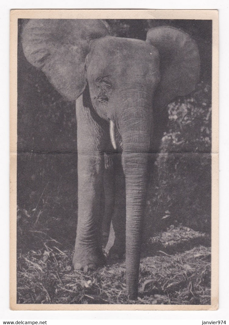 CPA 1949, Congo Français , Elephant  , Pour Toulouse. - Congo Français