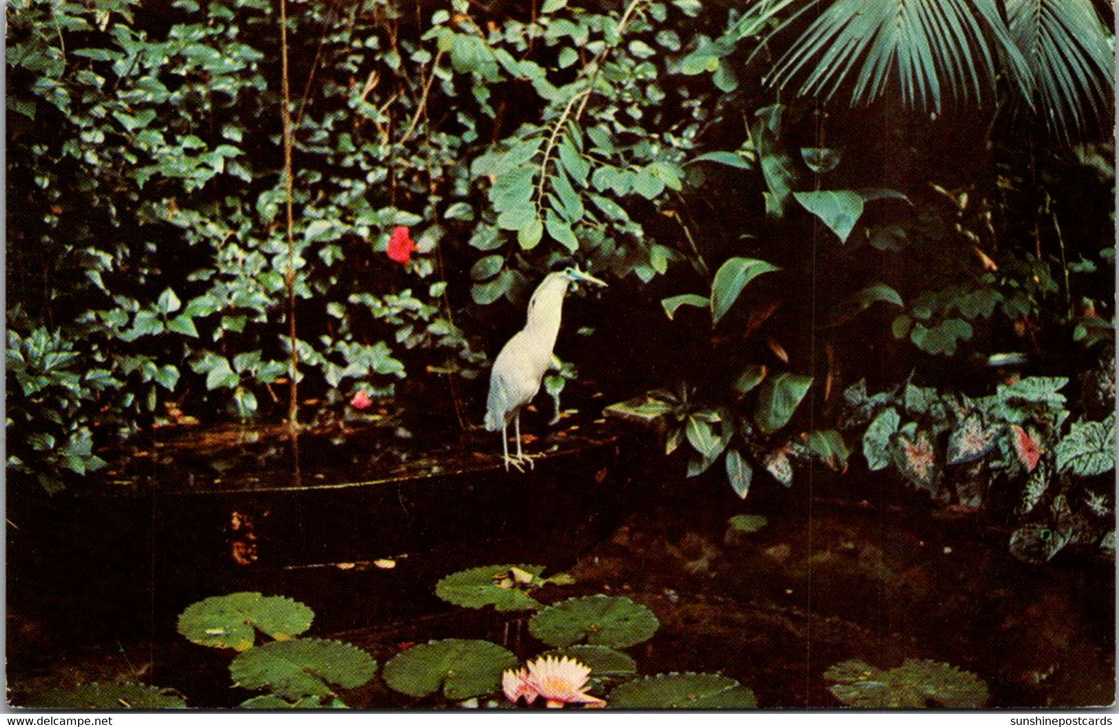 Pennsylvania Pittsburgh West Park Conservatory-Aviary Pileated Heron - Pittsburgh