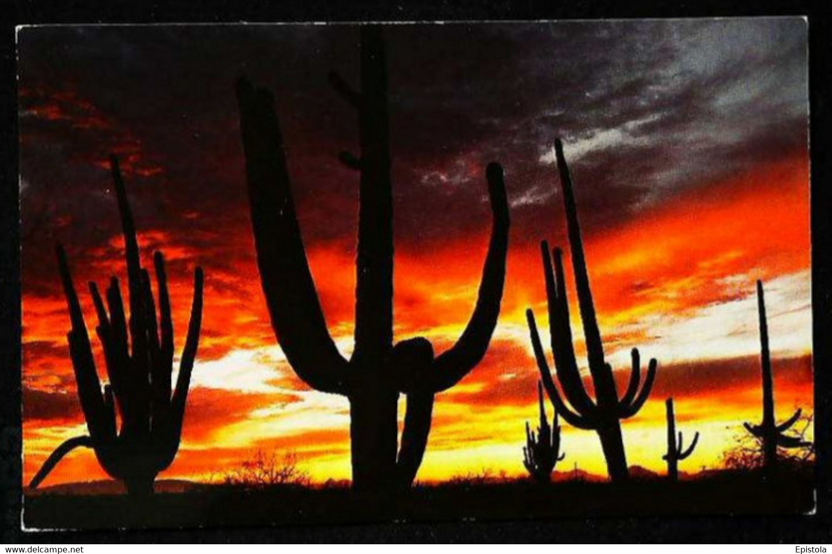 ► CACTUS Géant ARIZONA - Giant Saguaros  1960s - Cactus