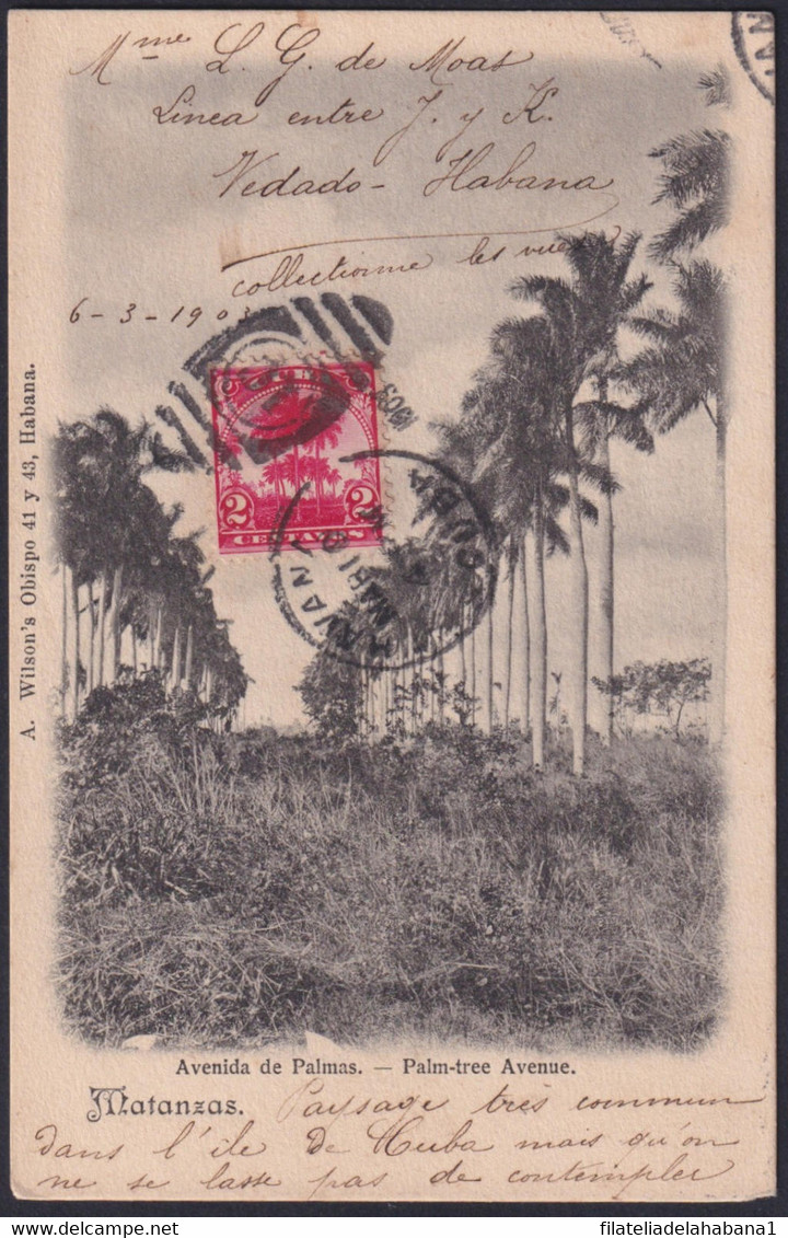 TMA-722 CUBA 1903 RARE MAXIM CARD ROYAL PALM MATANZAS TO FRANCE. - Cartes-maximum